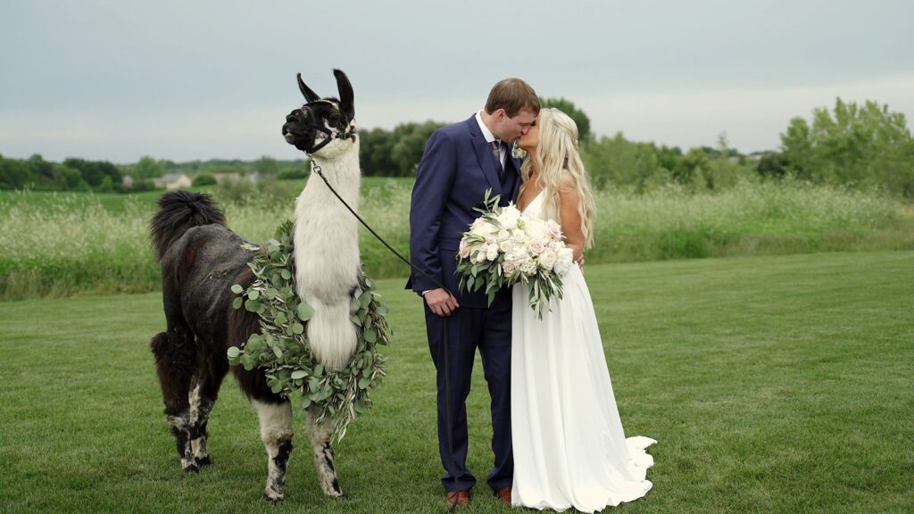 Bavaria Downs wedding bride and groom with llamas